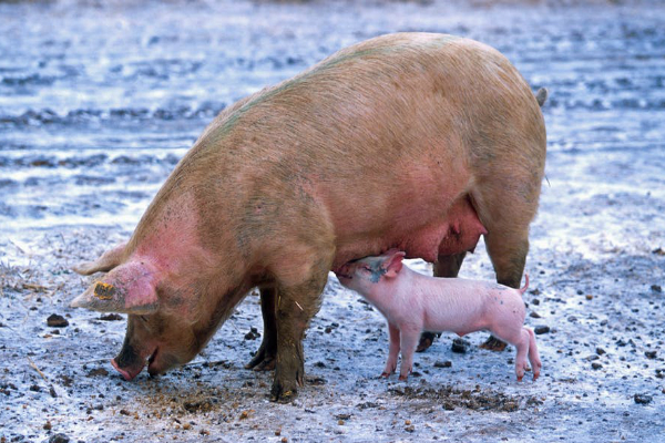 遺伝子操作された子ブタが臓器移植に希望をもたらす エディテージ インサイト